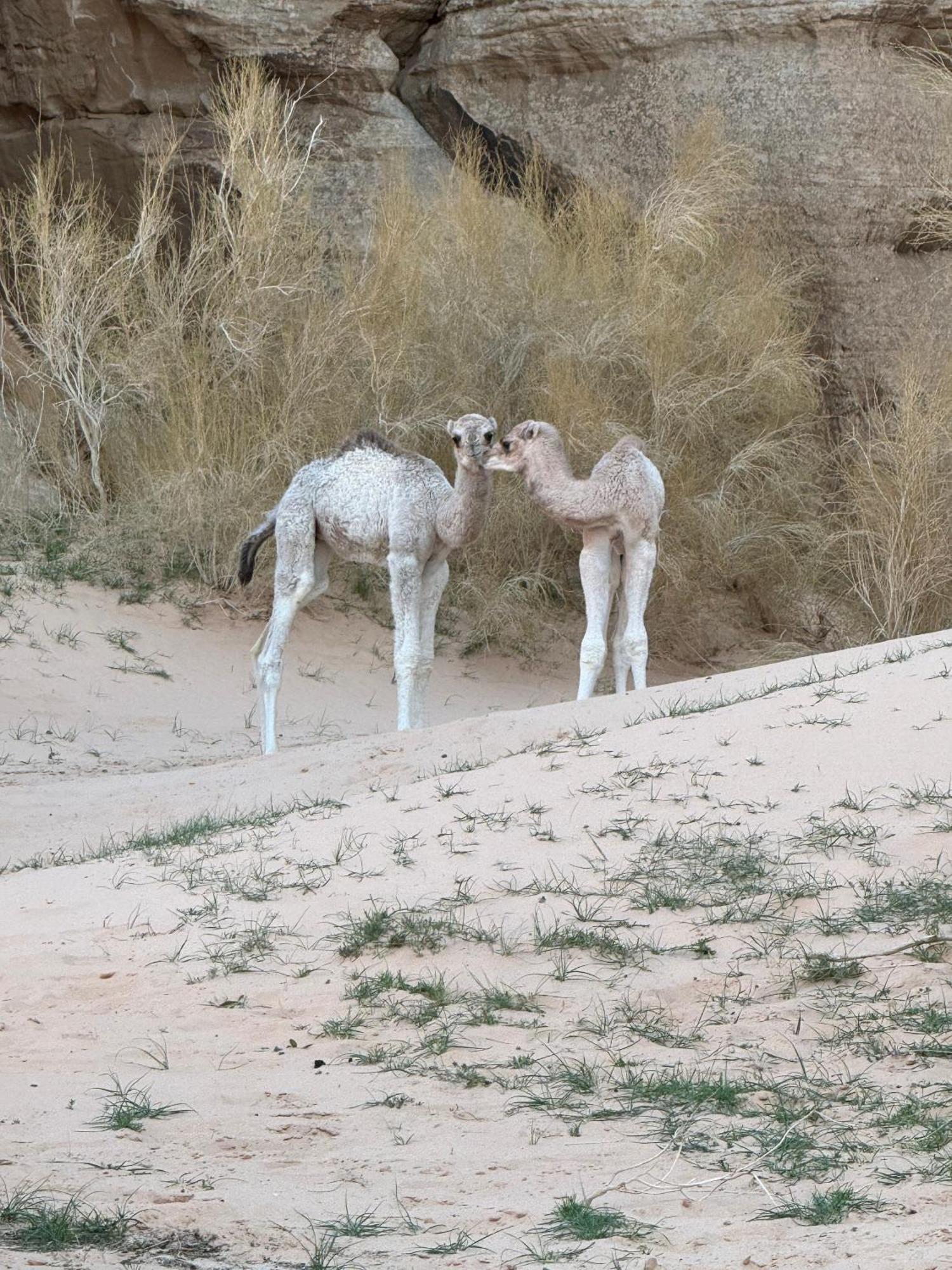 Desert Bird Camp Wadi Rum Buitenkant foto
