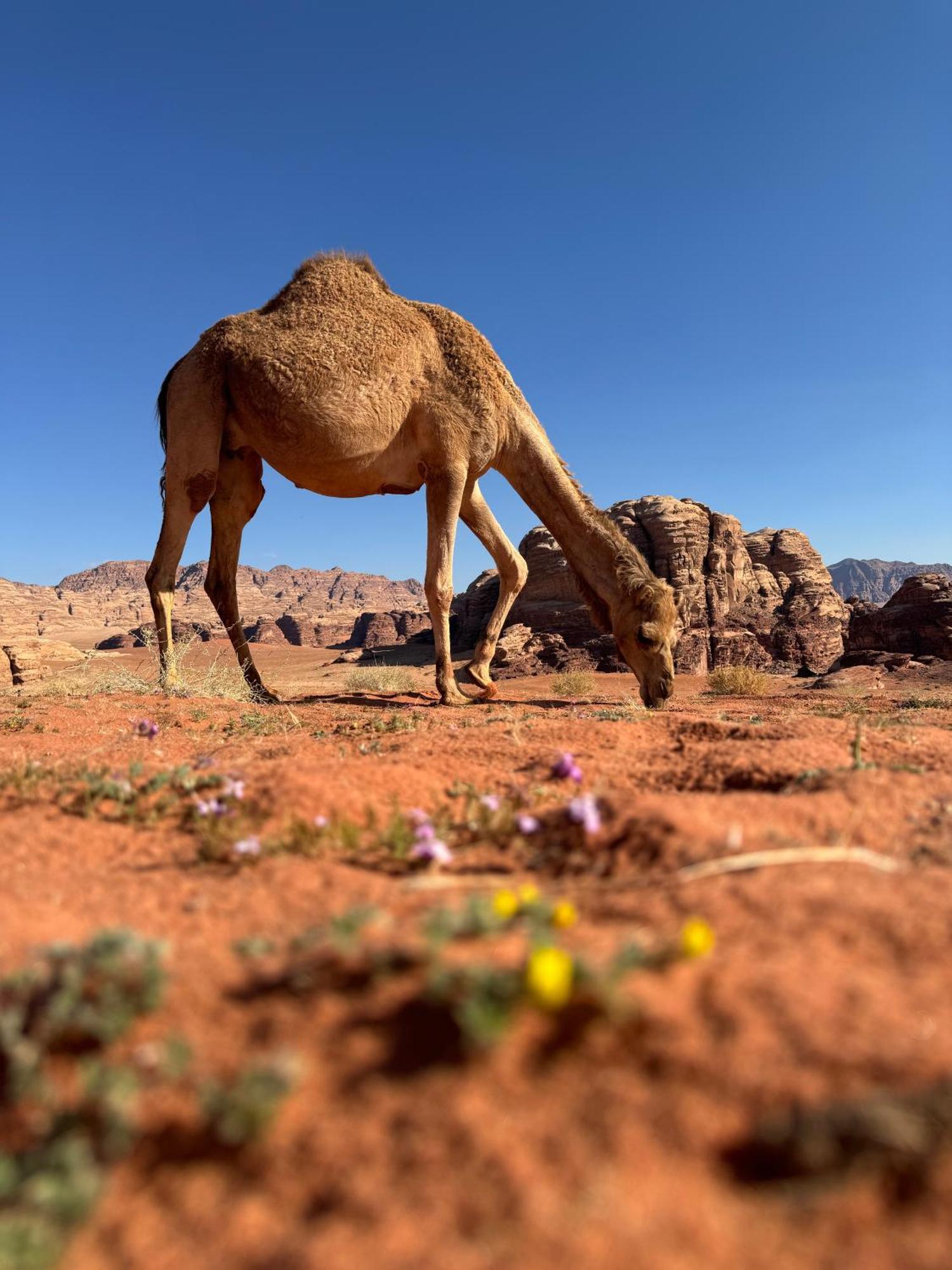 Desert Bird Camp Wadi Rum Buitenkant foto