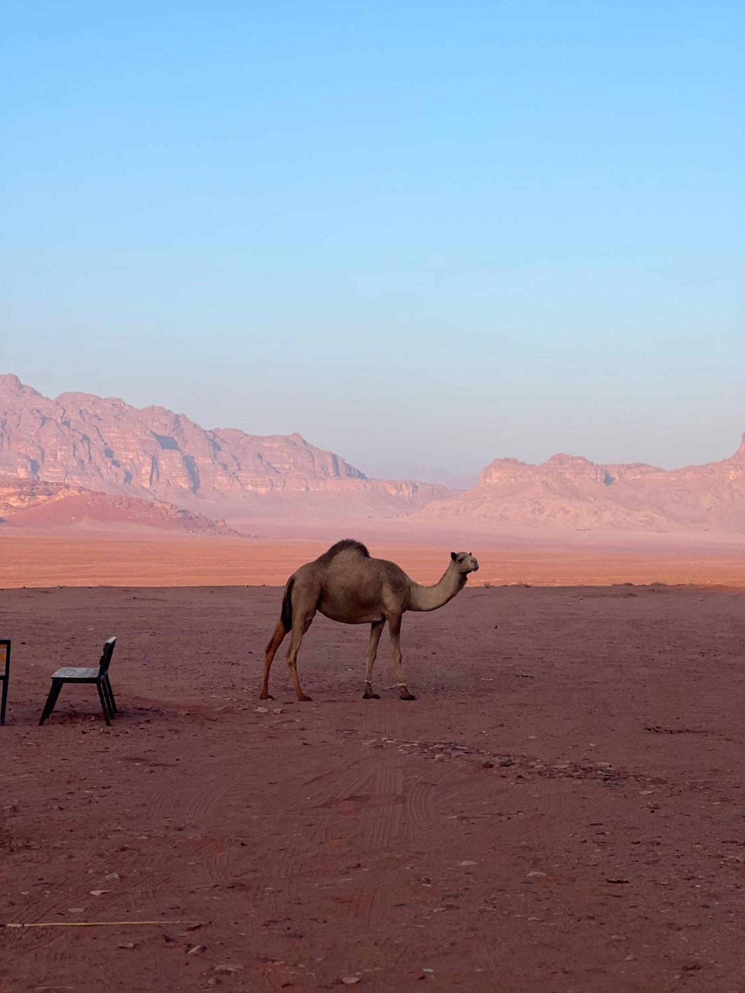 Desert Bird Camp Wadi Rum Buitenkant foto
